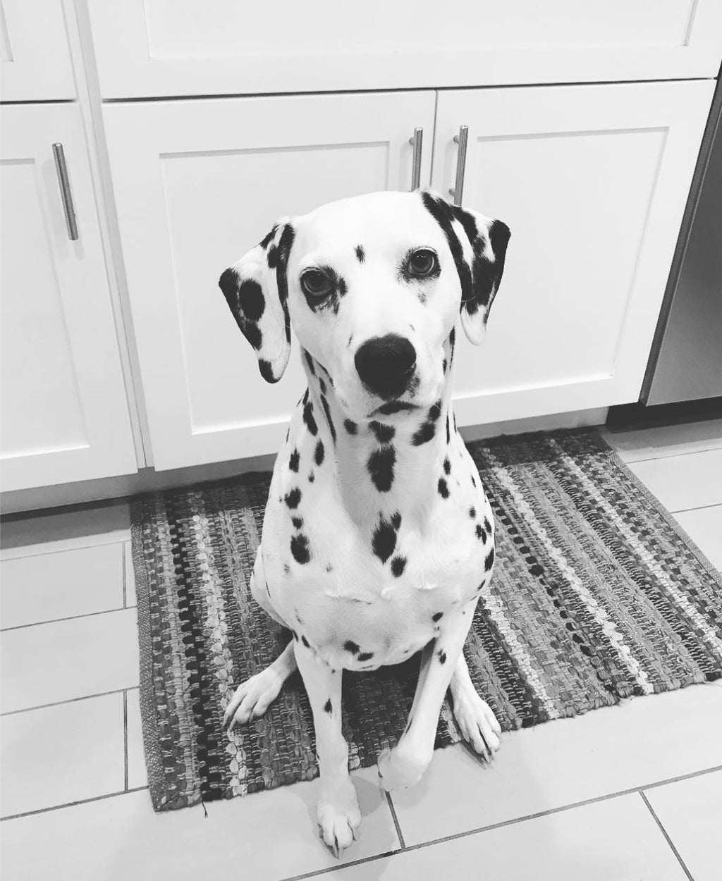 Hand-Drawn Pet Portrait Print & Digital File | Custom Dog or Cat Illustration | Personalized Pet Art Gift | AI-Free Fine Art