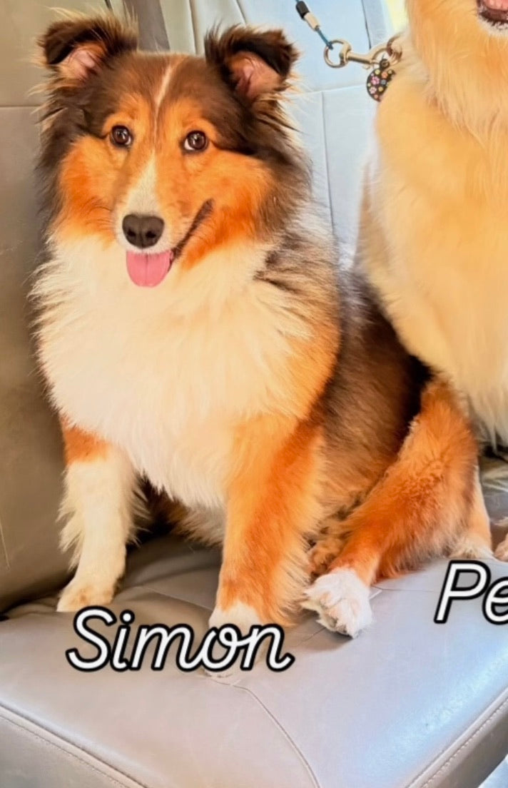 Hand-Drawn Pet Portrait Print & Digital File | Custom Dog or Cat Illustration | Personalized Pet Art Gift | AI-Free Fine Art