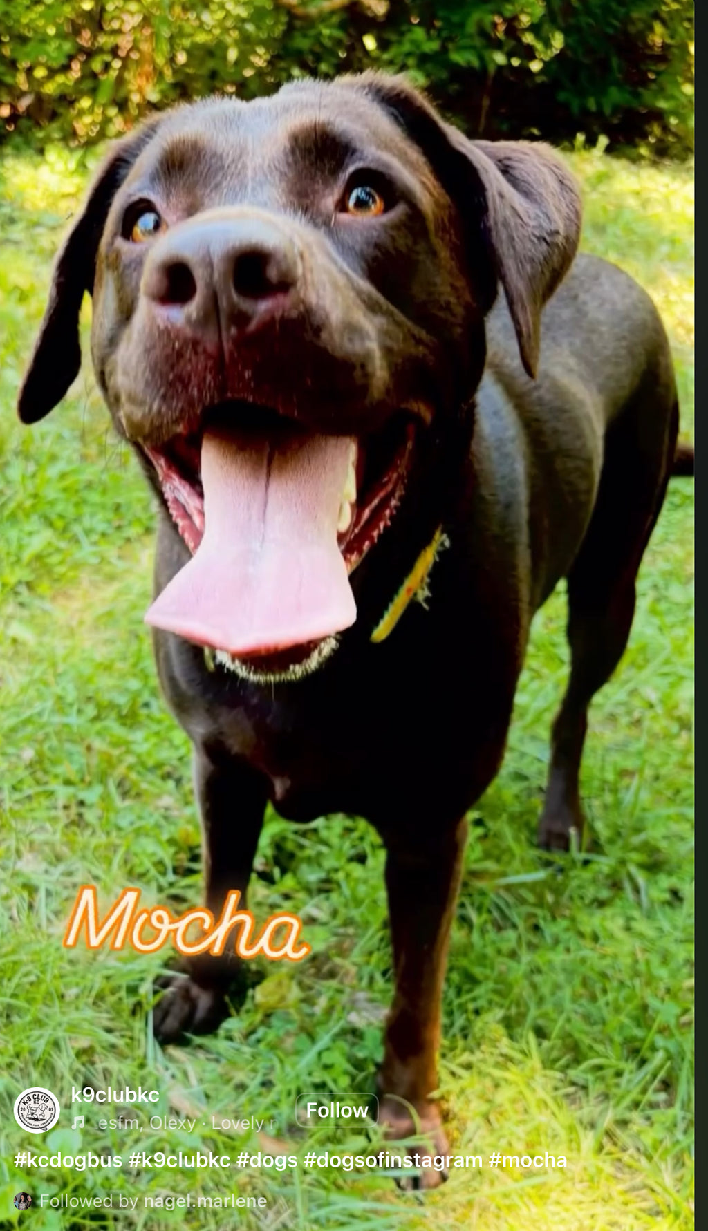 Hand-Drawn Pet Portrait Print & Digital File | Custom Dog or Cat Illustration | Personalized Pet Art Gift | AI-Free Fine Art